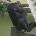 Gorila Tilla atšventė pirmąjį gimtadienį