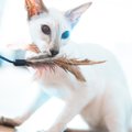 Siamo katės – mitais apipinta veislė