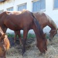 Dešimtis arklių pražudžiusio A. A. Kaušakio advokatas: arklius sužalojo juos transportavusi įmonė