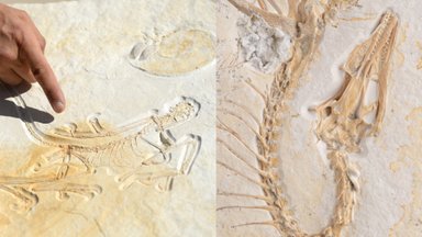 Aptiktą skraidančio dinozauro fosiliją tyrinėję mokslininkai liko priblokšti – tai pats vertingiausias radinys istorijoje