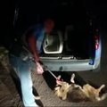 Gyvūnų gelbėtojai šokiravo: iš skausmo besiraitantis šuo įkištas į furgoną