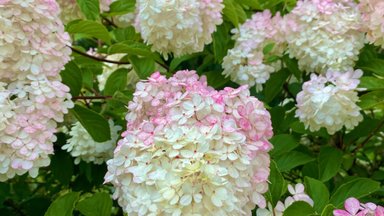 Balta, raudona, mėlyna ir rožinė: kaip sode pakeisti hortenzijų spalvą