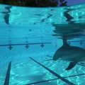 Pramogų parkuose gyvūnus galėtų pakeisti delfinas-robotas