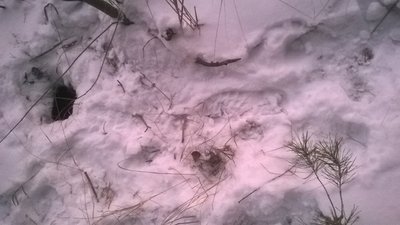 Brakonierių pėdsakai sniege