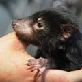 Tasmanijos velniui implantuotas širdies stimuliatorius