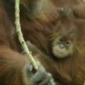 San Diego zoologijos sodo orangutango mažylė nesitraukia nuo motinos