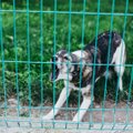 Susirūpinusi mama: mano vaikai niekuo nenusikalto, kad juos žalotų nuolat kaimynystėje lojantys šunys