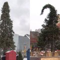 Kanadiečiams gėdą sukėlusi Kalėdų eglė šįmet tapo miesto puošmena