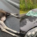 В Тракайском районе лось выбежал на дорогу: машина разбита, животное погибло