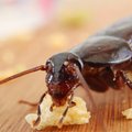 Kaip visiems laikams atsikratyti tarakonų?
