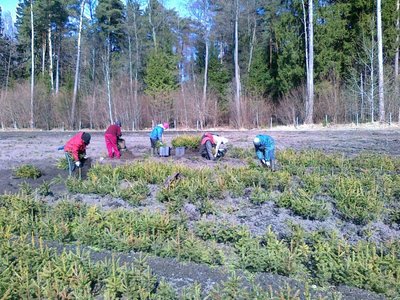 Gavus paramą miško atsodinimui, nebuvo būtina apsidinti visą plotą