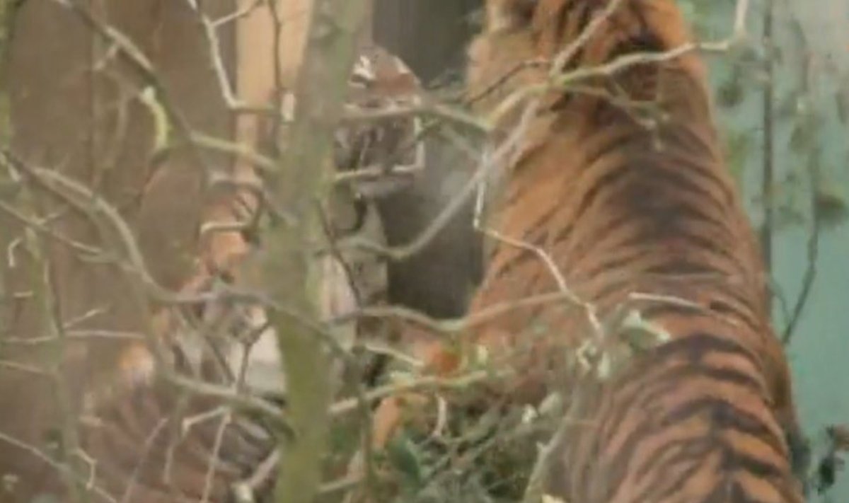 Londono zoologijos sode – dviejų Sumatros tigrų piršlybos