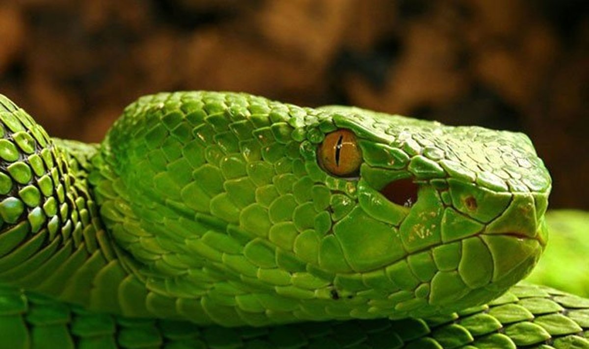 Ką bendro turi gyvatės burna ir kempinė?