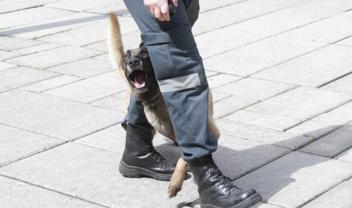 Policijos šuo belgų aviganis Šakas