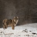Dalyje Lietuvos nutraukiama vilkų medžioklė
