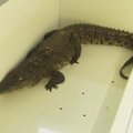 Prie Varšuvos zoologijos sodo vyras dėžėje paliko krokodilą