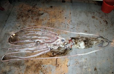 JAV Nacionalinė vandenynų ir atmosferos administracija (NOAA) prieš dvejus metus Meksikos įlankoje aptiko negyvą beveik šešių metrų ilgio gigantiškąjį kalmarą. Gyvų šių kalmarų pasaulyje žmonėms beveik nėra pasitaikę sutikti.
