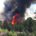 Keturis gaisrus pergyvenęs girininkas: kalnapušėms reikia pastatyti paminklą