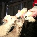 Neregistruotas rekordas: avis Lietuvoje atsivedė aštuonis ėriukus