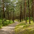 Министерство окружающей среды Литвы предлагает вырубить до 11 000 гектаров леса